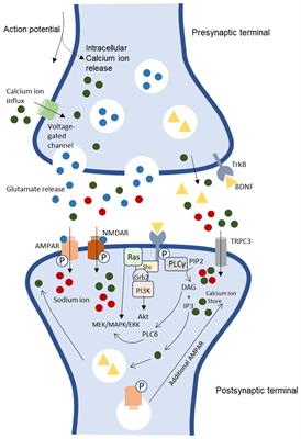 The potential neuroprotective effects of stingless bee honey